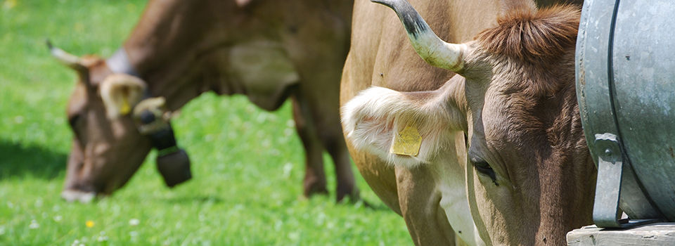 Landwirtschaft