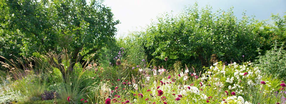 Pflanzen & Garten