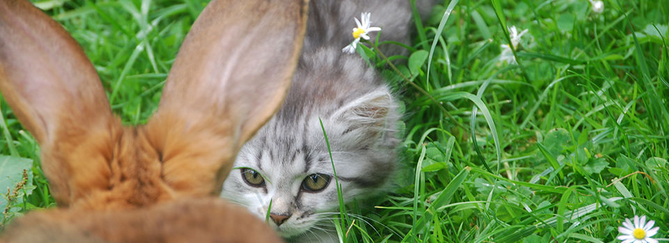 Tiere in Haus & Hof